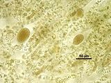 Gontrania lubrica6